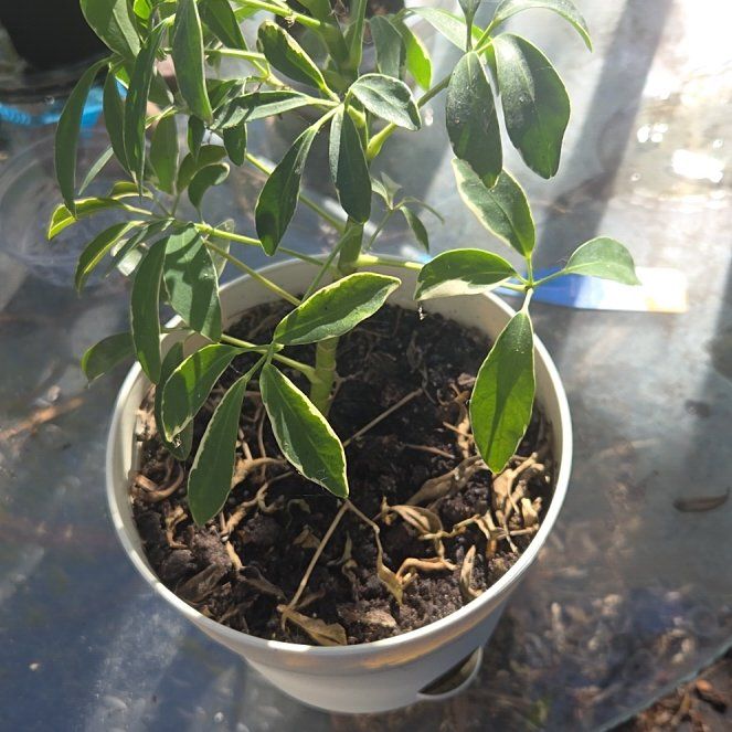 Photo of the plant species Variegated Dwarf Umbrella Tree by @JazzedMangotree named Diana on Greg, the plant care app