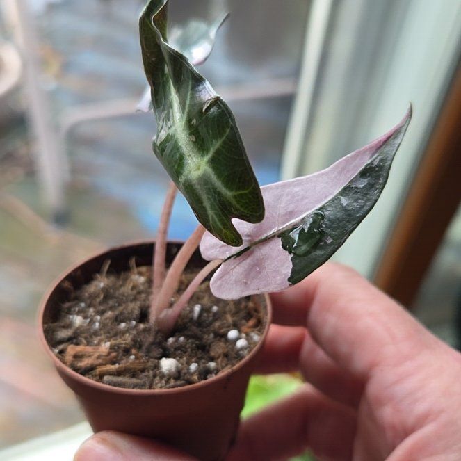 Photo of the plant species Alocasia Bambino Variegated Pink by @JazzedMangotree named Bambi on Greg, the plant care app