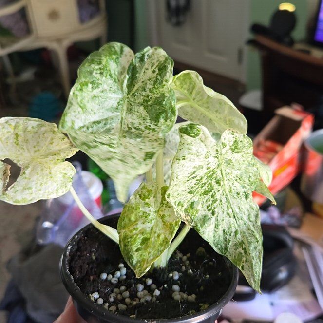 Photo of the plant species Alocasia Odora Batik Varigetated by @JazzedMangotree named Lola on Greg, the plant care app