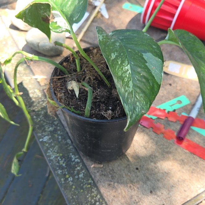 Photo of the plant species Pothos Albo by @JazzedMangotree named Diana on Greg, the plant care app