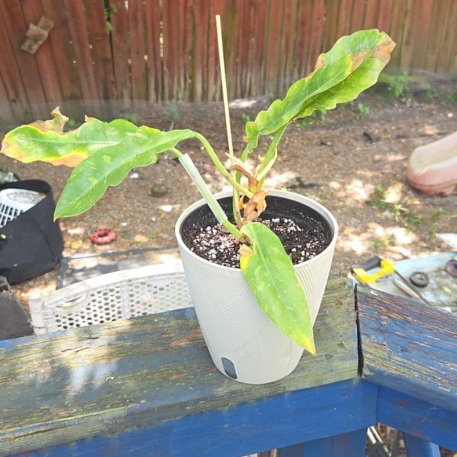 Photo of the plant species Philodendron Ring Of Fire by @JazzedMangotree named Sol on Greg, the plant care app