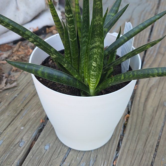 Photo of the plant species Sansevieria 'Fernwood Mikado' by @JazzedMangotree named Mollie on Greg, the plant care app