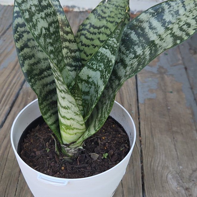 Photo of the plant species Futura Robusta Snake Plant by @JazzedMangotree named Aria on Greg, the plant care app