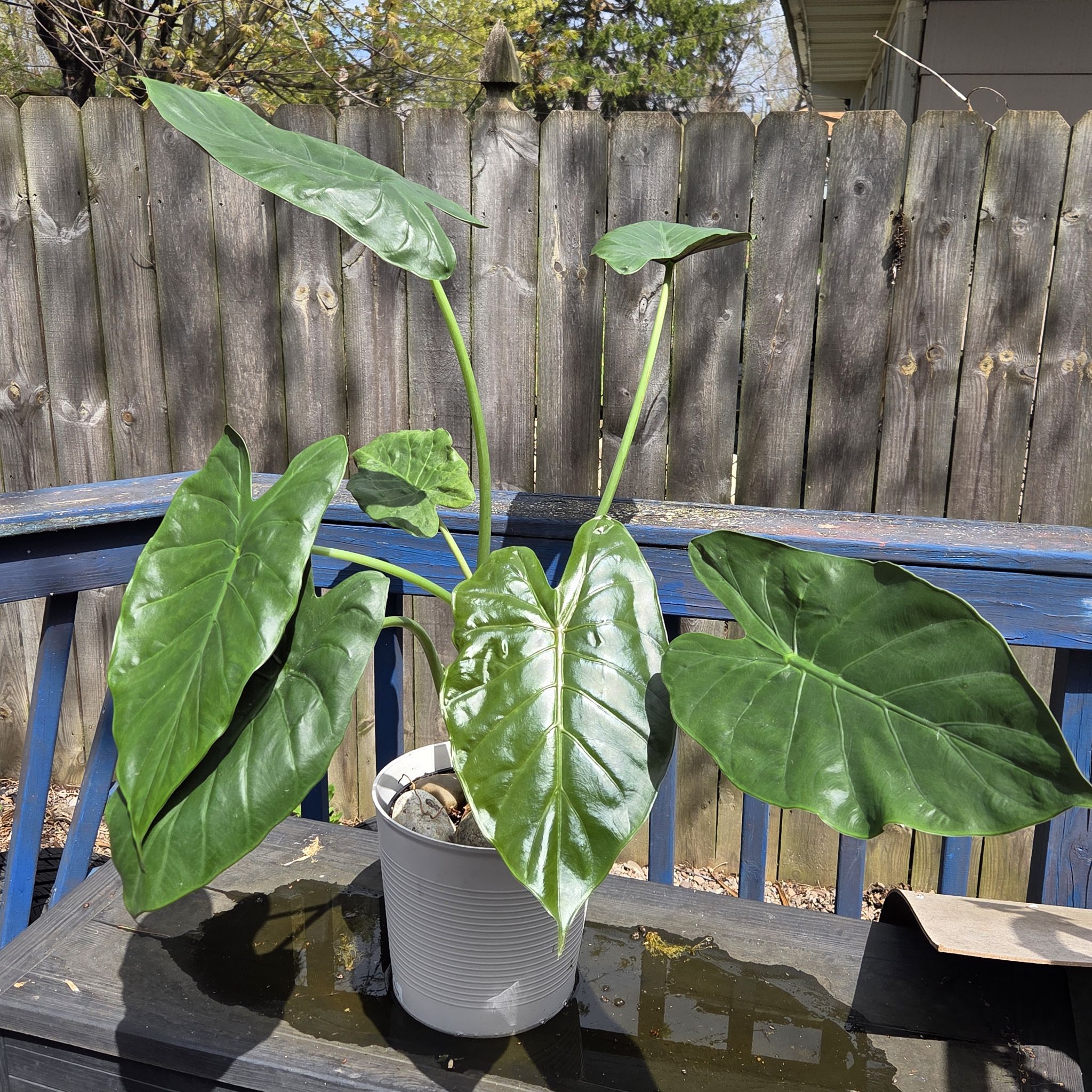 Photo of the plant species Alocasia by @JazzedMangotree named Wendy on Greg, the plant care app