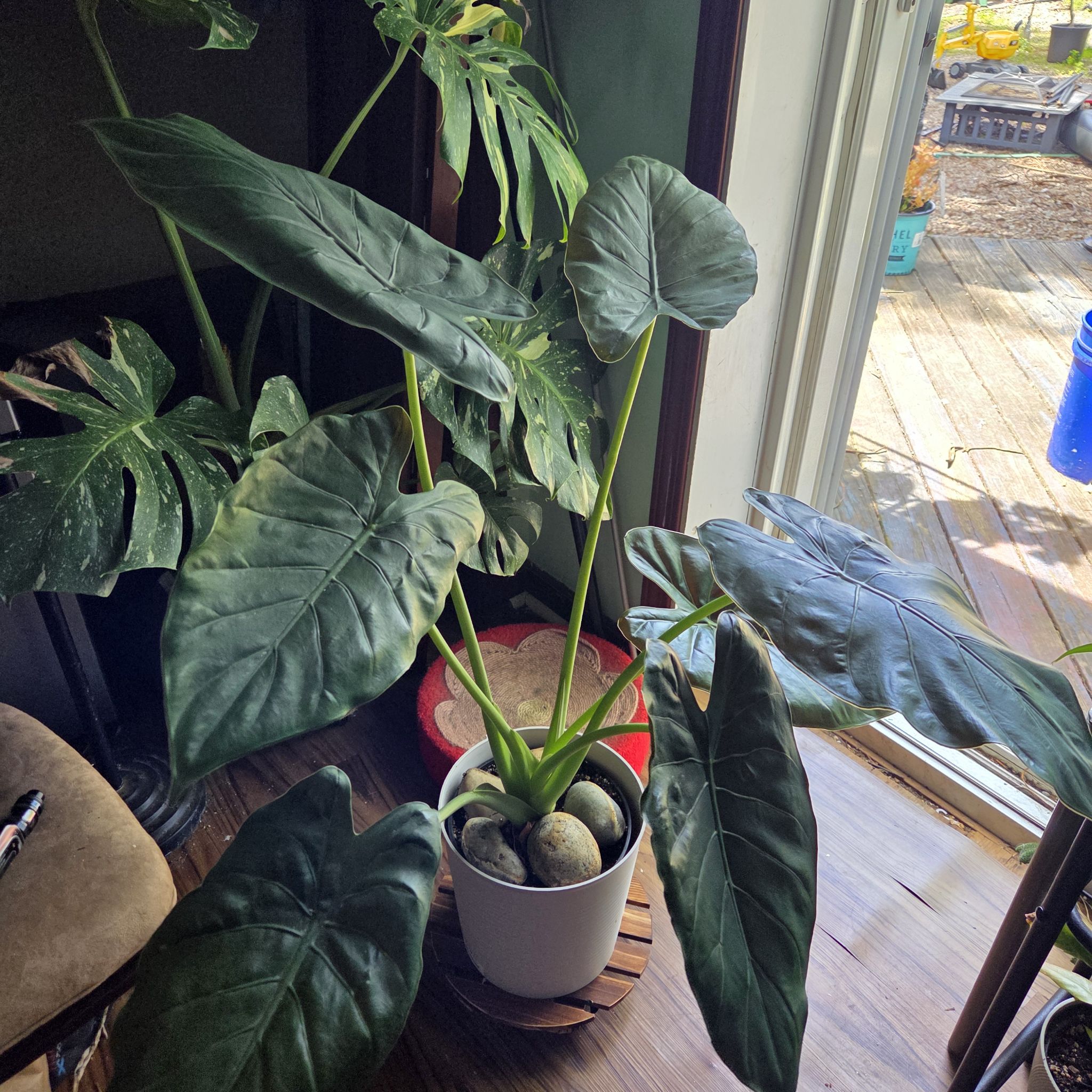 Photo of the plant species Alocasia by @JazzedMangotree named Wendy on Greg, the plant care app