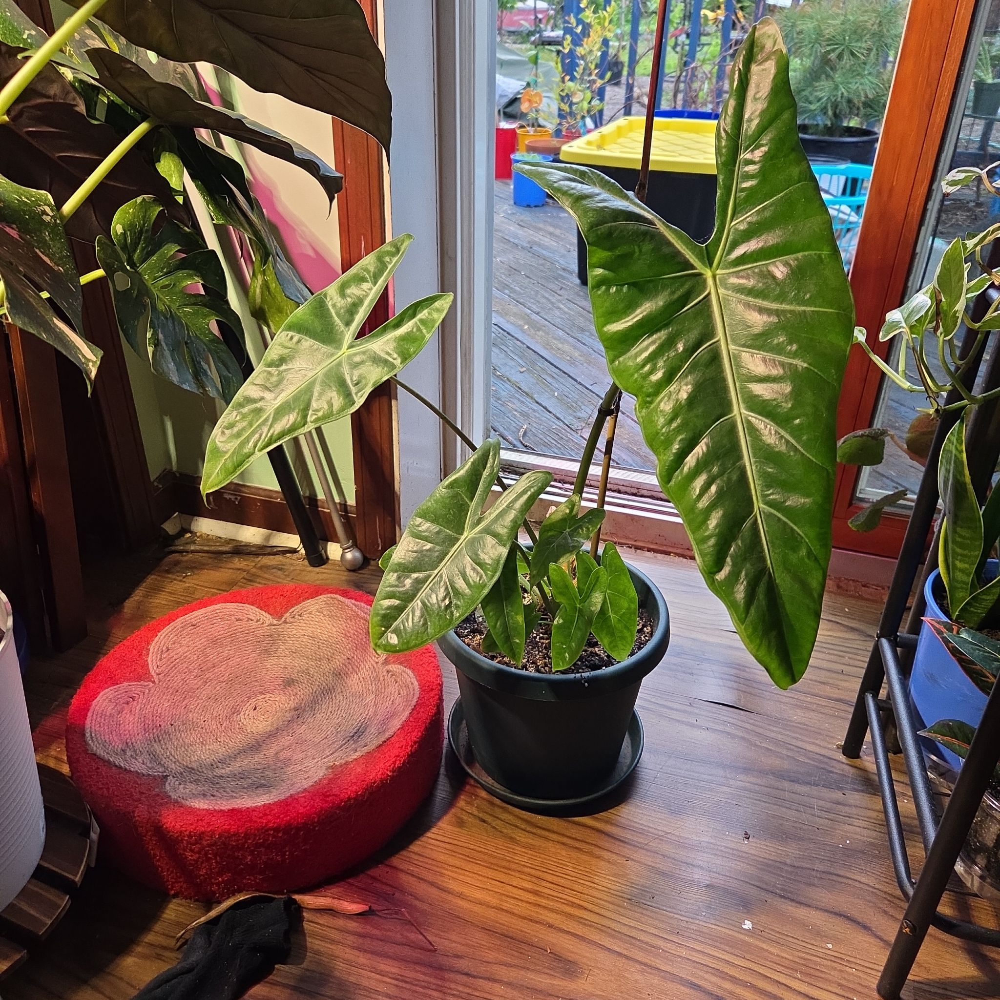 Photo of the plant species Alocasia longiloba 'Mythic' by @JazzedMangotree named Lobe on Greg, the plant care app