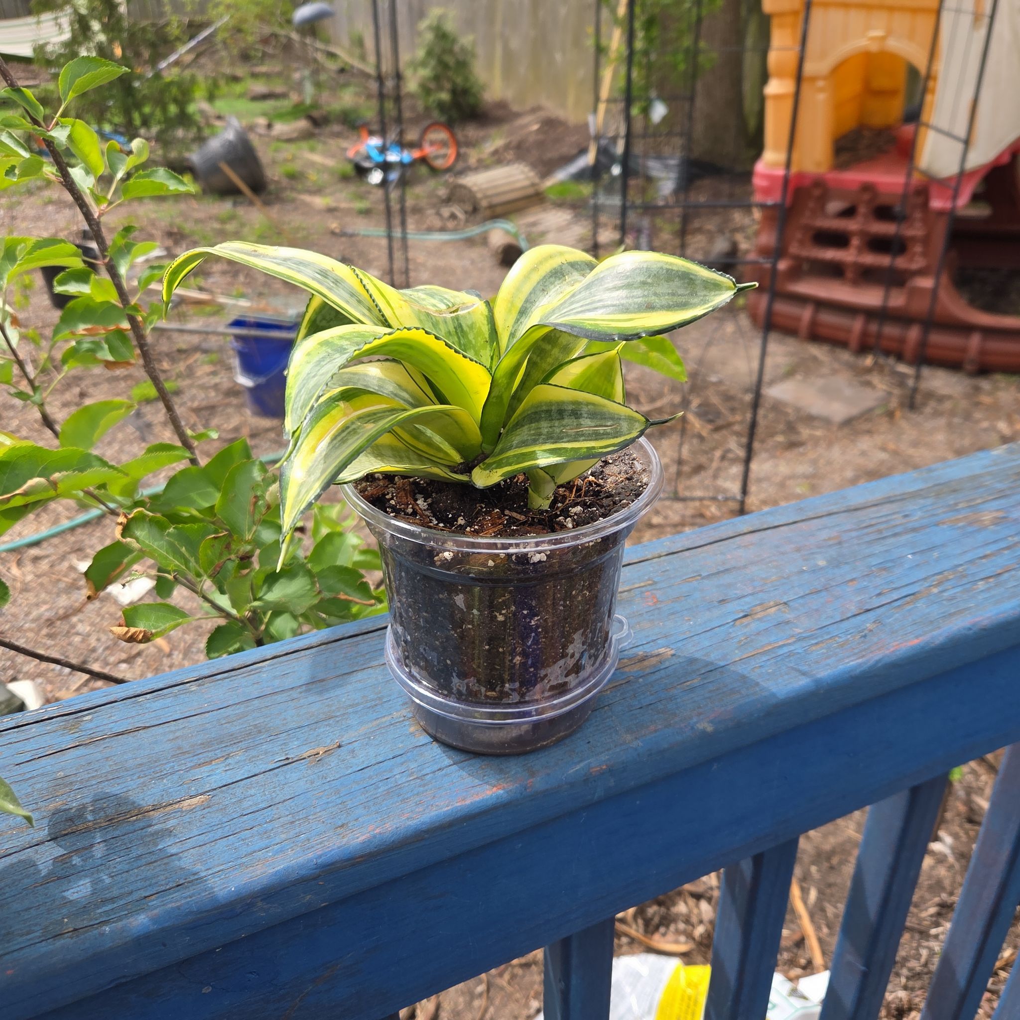 Photo of the plant species Tornado Snake Plant by @JazzedMangotree named Gomez on Greg, the plant care app