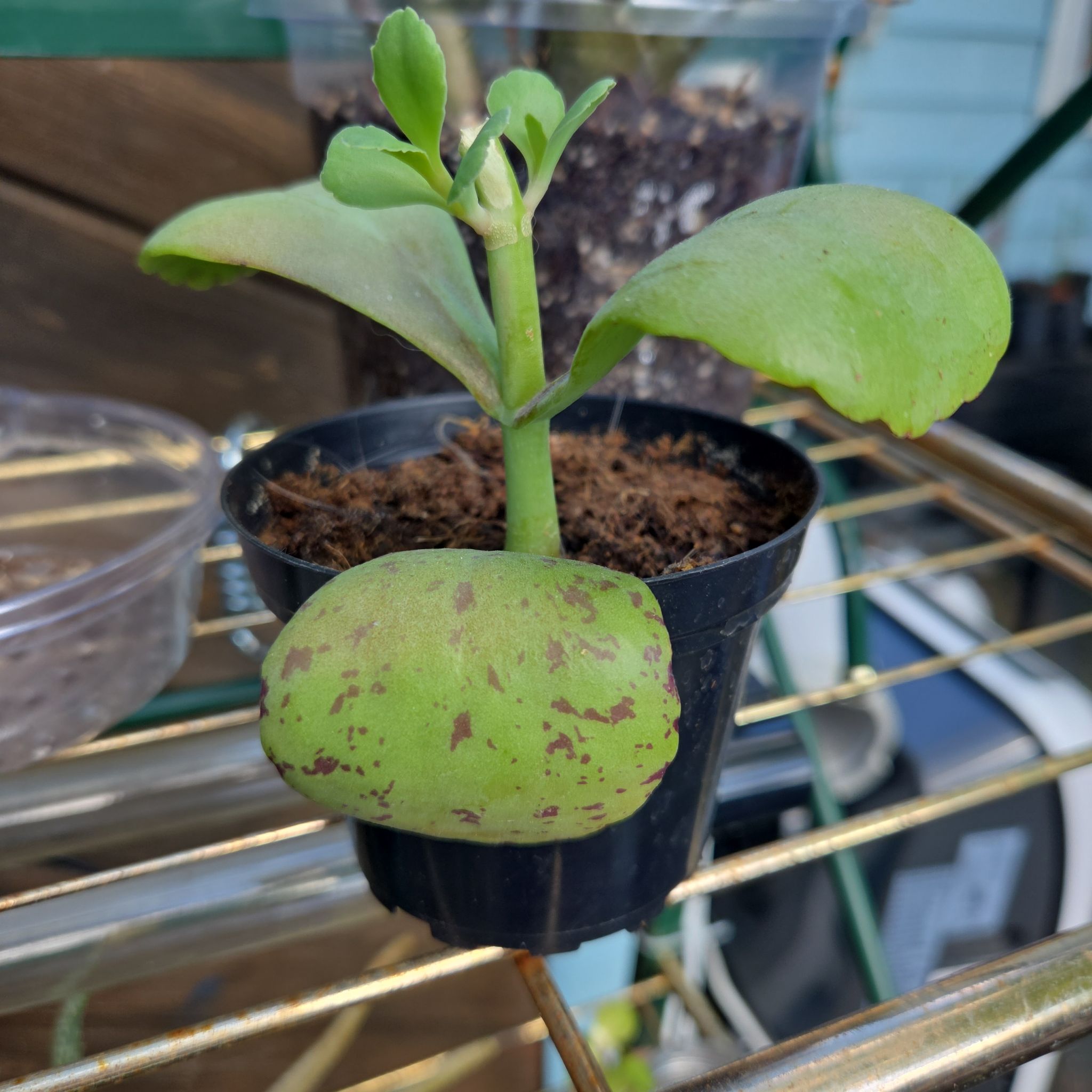 Photo of the plant species Ant Plant by @JazzedMangotree named Harry on Greg, the plant care app