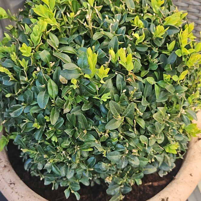 Photo of the plant species Common Boxwood by @FunNapaea80 named Ulysses S Plant on Greg, the plant care app