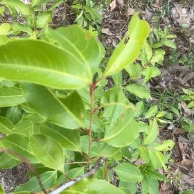 Photo of the plant species Carrotwood by @SupremeCat10 named Mollie on Greg, the plant care app