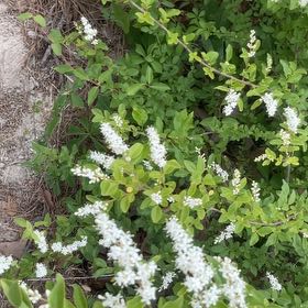 Photo of the plant species Chinese Privet by @SupremeCat10 named Sahara on Greg, the plant care app