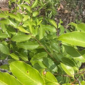 Photo of the plant species Citharexylum Spinosum by @SupremeCat10 named Daphne on Greg, the plant care app