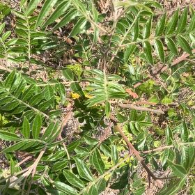 Photo of the plant species winged sumac by @SupremeCat10 named Elle on Greg, the plant care app