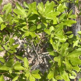 Photo of the plant species Button Mangrove by @SupremeCat10 named Forrest on Greg, the plant care app