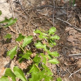 Photo of the plant species Water Oak by @SupremeCat10 named Sherlock on Greg, the plant care app