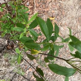 Photo of the plant species Twoleaf Nightshade by @SupremeCat10 named Willow on Greg, the plant care app