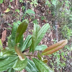Photo of the plant species Southern Magnolia by @SupremeCat10 named Prince on Greg, the plant care app