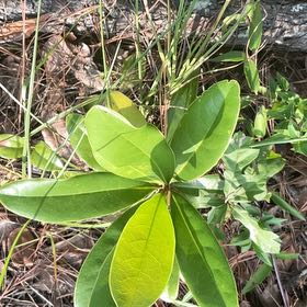 Photo of the plant species Sweetbay Magnolia by @SupremeCat10 named Bodhi on Greg, the plant care app