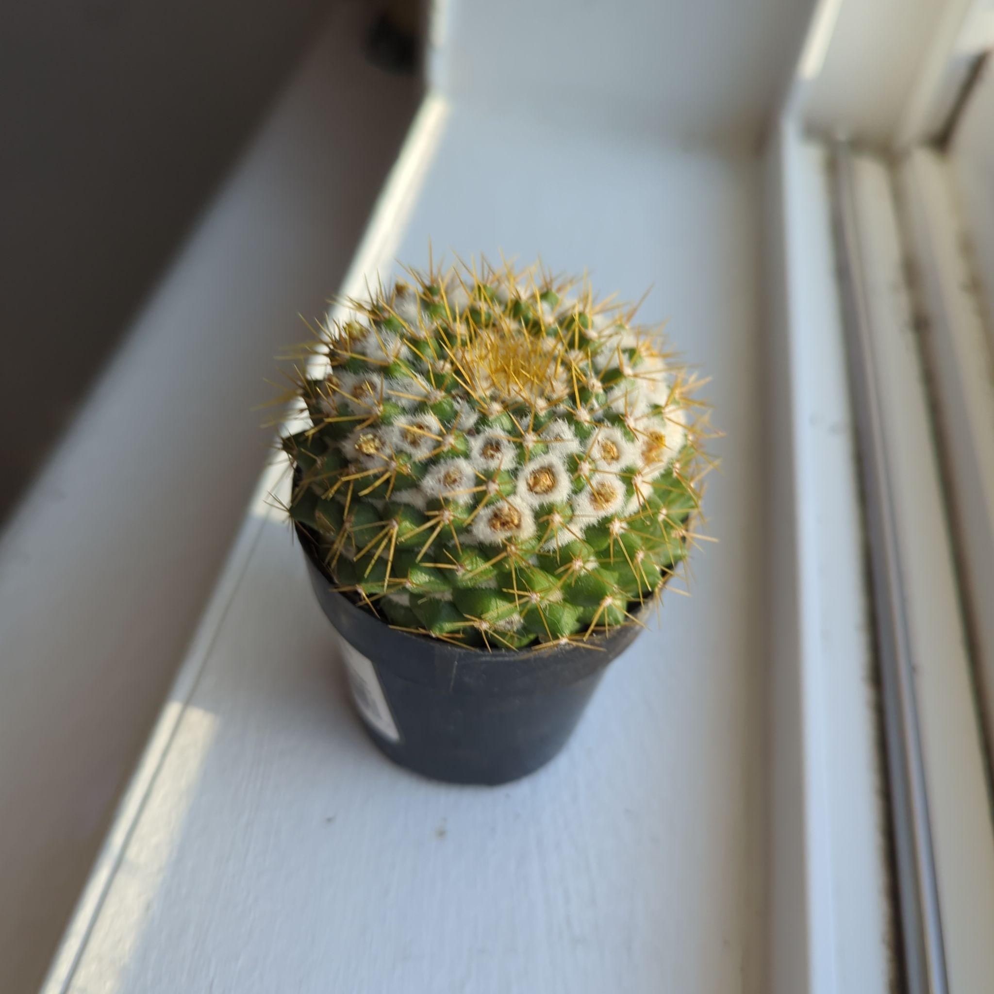 Photo of the plant species Mammilaria marksiana by @HeirGinseng51 named Pax on Greg, the plant care app