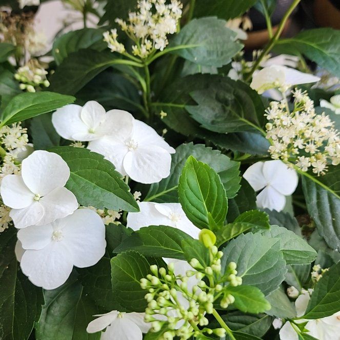 Photo of the plant species Hydrangea 'Fairytrail Bride®' by @GladZucchini11 named Marley on Greg, the plant care app