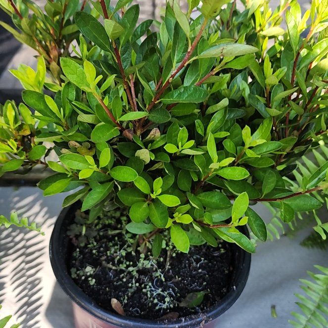Photo of the plant species Azelea by @GladZucchini11 named Zeus on Greg, the plant care app