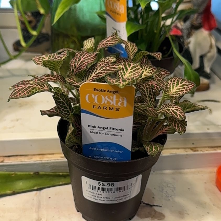 Photo of the plant species Pink Angel Fittonia by @WinElkweed60 named Drake on Greg, the plant care app
