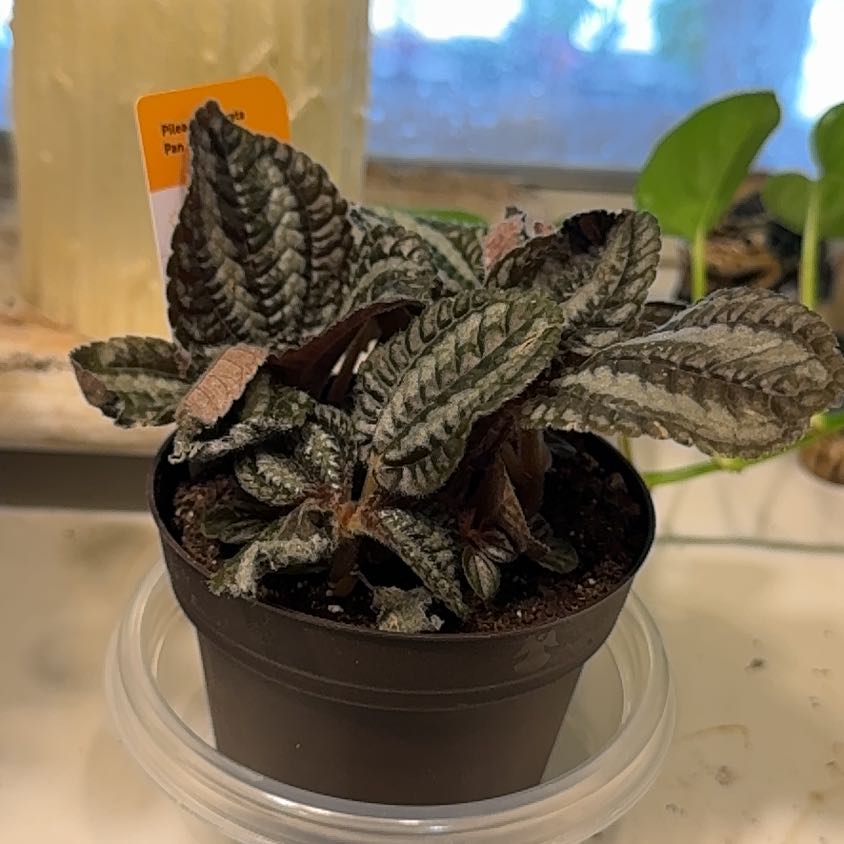 Photo of the plant species Pilea 'Pan Am' by @WinElkweed60 named Muhammad Ali on Greg, the plant care app