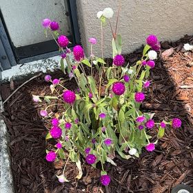 Photo of the plant species Globe Amaranth by @BentonSuriana75 named Sherlock on Greg, the plant care app