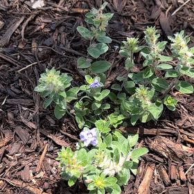 Photo of the plant species Dwarf Morning-Glory by @BentonSuriana75 named Austen on Greg, the plant care app