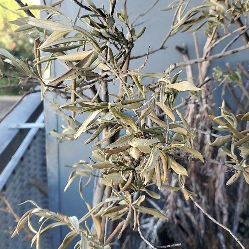 Photo of the plant species Russian Olive by @ForeverPecan17 named Leaf Erickson on Greg, the plant care app