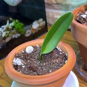 Photo of the plant species Cattleya Orchid by @Plantinseeds named Lil guy on Greg, the plant care app