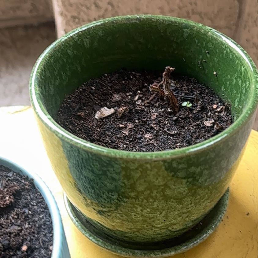 Photo of the plant species Succulent by @SupermanLime named Bella on Greg, the plant care app