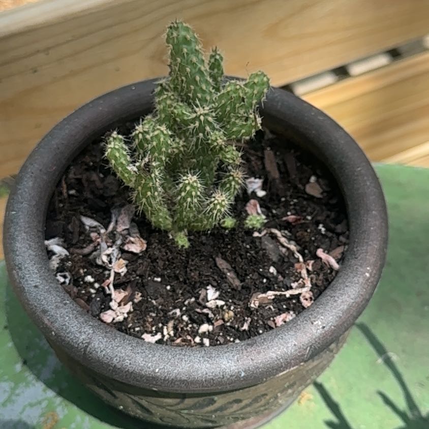 Photo of the plant species Cane Cholla by @BuffJavamoss50 named CactusJack on Greg, the plant care app