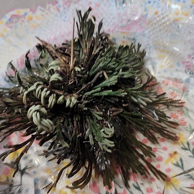 Photo of the plant species Rose of Jericho by @SlickCowbane25 named Rainier on Greg, the plant care app