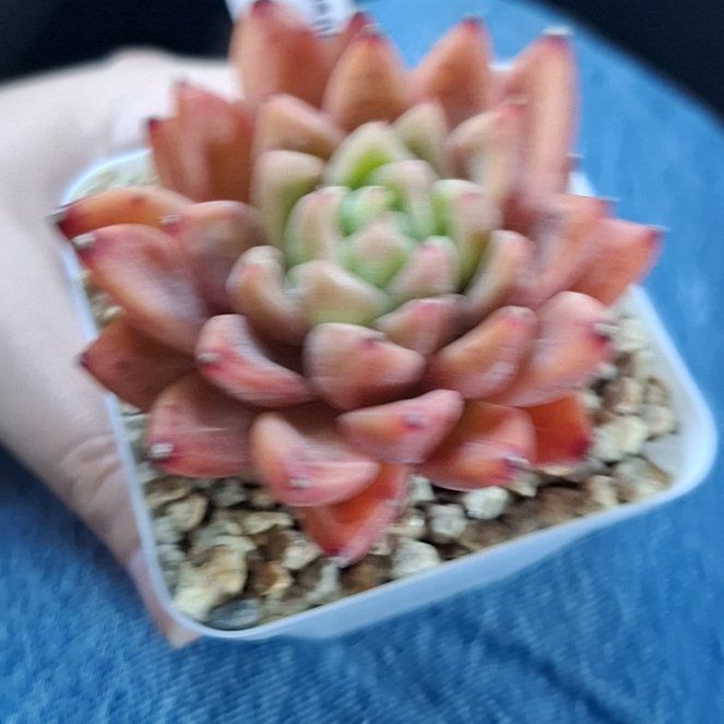 Photo of the plant species Echeveria Hawaii by @FitSapote24 named Mochi on Greg, the plant care app