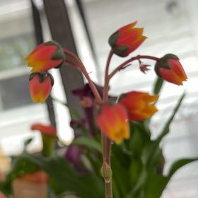Photo of the plant species Wild Tulip by @Greengoddess27 named Gobi on Greg, the plant care app