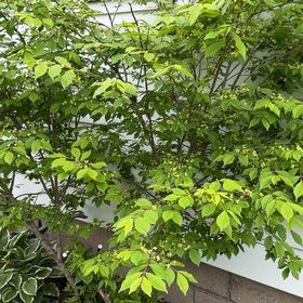 Photo of the plant species Winged Burning Bush by @Greengoddess27 named Orlando Bloom on Greg, the plant care app