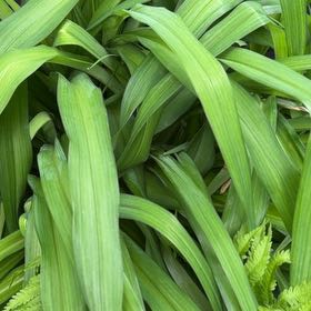 Photo of the plant species Wild Ramp by @Greengoddess27 named Messi on Greg, the plant care app