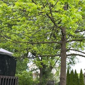 Photo of the plant species Black Walnut by @Greengoddess27 named Einstein on Greg, the plant care app