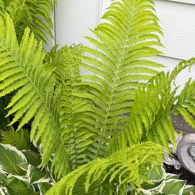 Photo of the plant species Matteuccia by @Greengoddess27 named Harry on Greg, the plant care app