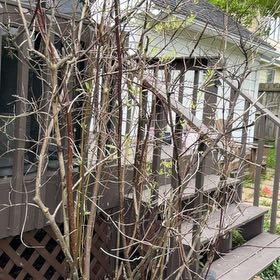 Photo of the plant species Empress Tree by @Greengoddess27 named Mando on Greg, the plant care app