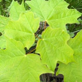 Photo of the plant species Sugar Maple by @Greengoddess27 named Kendall on Greg, the plant care app