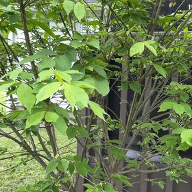 Photo of the plant species Winged Burning Bush by @Greengoddess27 named Zeus on Greg, the plant care app