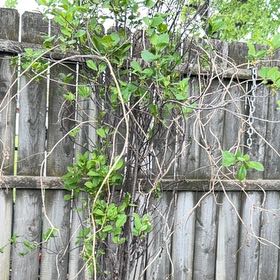 Photo of the plant species Akebia Quinata by @Greengoddess27 named Sproutacus on Greg, the plant care app