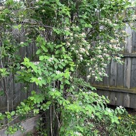 Photo of the plant species Tatarian Honeysuckle by @Greengoddess27 named Sherlock on Greg, the plant care app
