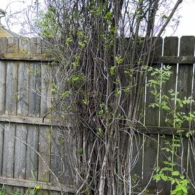 Photo of the plant species White Bladderflower by @Greengoddess27 named Kardashian on Greg, the plant care app