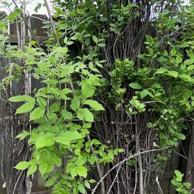 Photo of the plant species American Wisteria by @Greengoddess27 named Beckham on Greg, the plant care app
