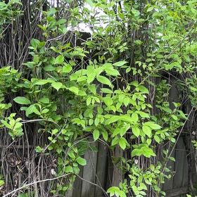 Photo of the plant species Virginia Sweetspire by @Greengoddess27 named Leaf Erickson on Greg, the plant care app