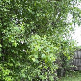 Photo of the plant species Goat Willow by @Greengoddess27 named Luna on Greg, the plant care app