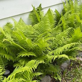 Photo of the plant species Matteuccia by @Greengoddess27 named Plato on Greg, the plant care app